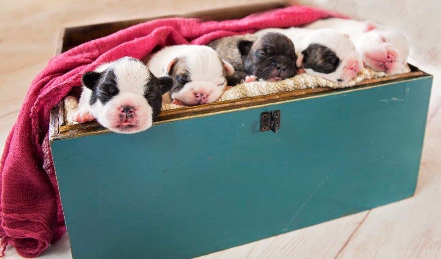 We Created Adorable Maternity And Newborn Photoshoot With Holly The French Bulldog We Created Adorable Maternity And Newborn Photoshoot With Holly The French Bulldog