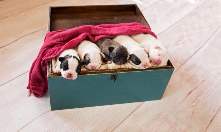 We Created Adorable Maternity And Newborn Photoshoot With Holly The French Bulldog We Created Adorable Maternity And Newborn Photoshoot With Holly The French Bulldog