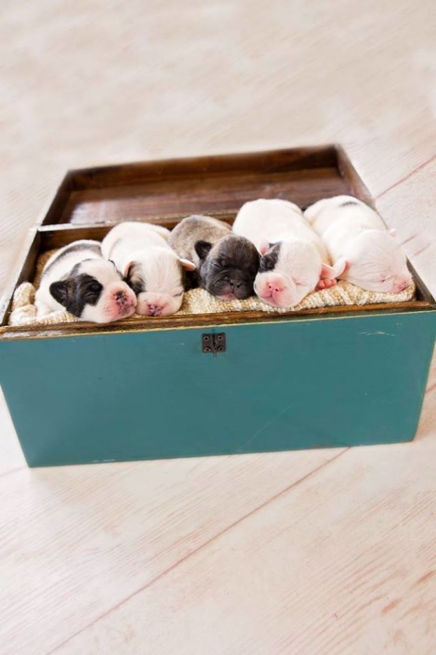 We Created Adorable Maternity And Newborn Photoshoot With Holly The French Bulldog We Created Adorable Maternity And Newborn Photoshoot With Holly The French Bulldog