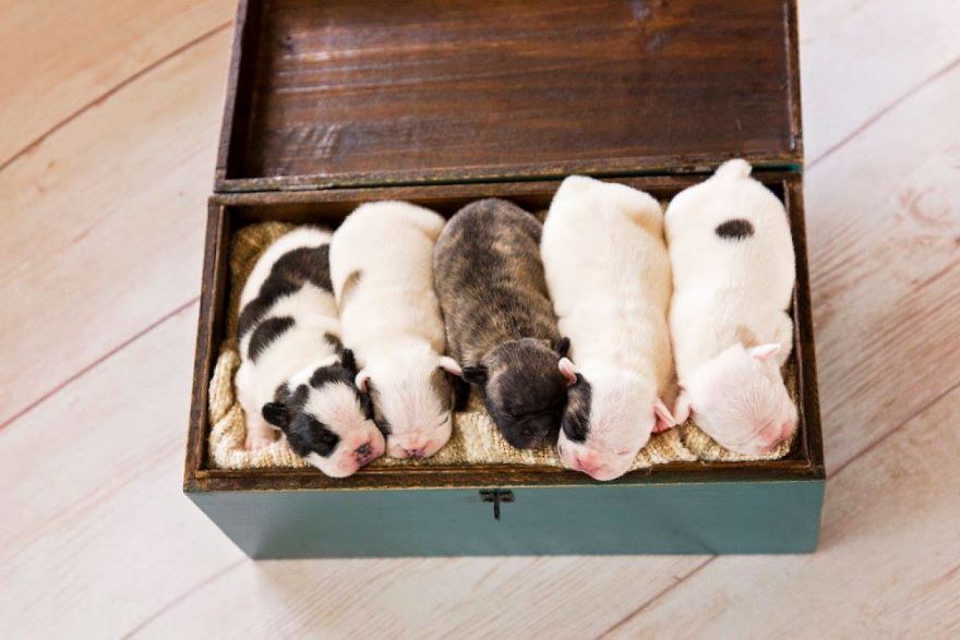 We Created Adorable Maternity And Newborn Photoshoot With Holly The French Bulldog We Created Adorable Maternity And Newborn Photoshoot With Holly The French Bulldog