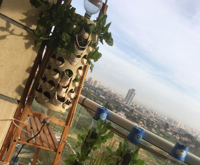 I Filled A Plastic Bag Holder With Soil And Planted Over 40 Spinach Plants On My Balcony