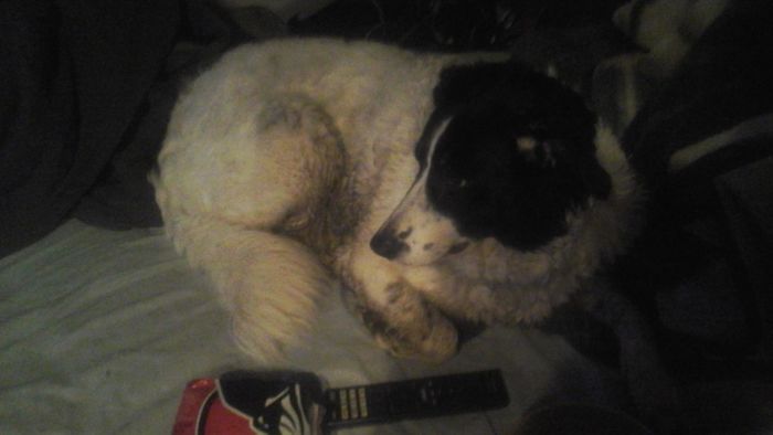 My Dog Went Swamping Than Got Home With Her And Look Were She Is Dang Dog Lol