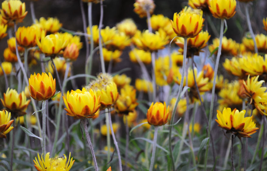 My Family Bought 72 Animals And Moved Up A Mountain