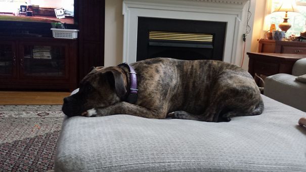 So I'm Not Allowed On The Couch, But You Said Nothing About The Ottoman!