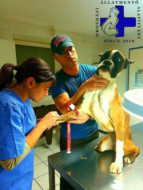 My Dog Afraid Of The Vet When He Was Found. Rip Watson