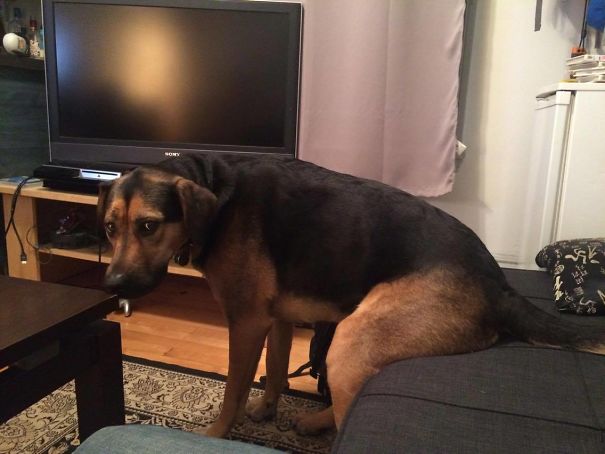 Obviously She Thinks We're Not Gonna Notice Her Butt On The Couch... ( Her Guilty Face Says She Knows She's Not Allowed)