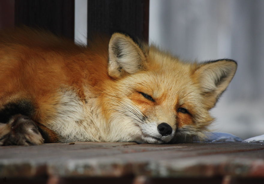 Meet Zorro The Fox Who Visits Me Every Day For The Last 3 Winters Meet Zorro The Fox Who Visits Me Every Day For The Last 3 Winters