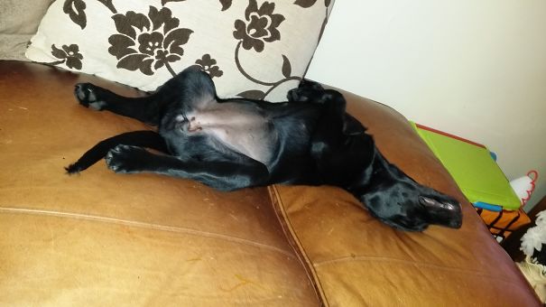 If I Pretend To Be Sound Asleep I Won't Be Told To Get Off The Couch 😆