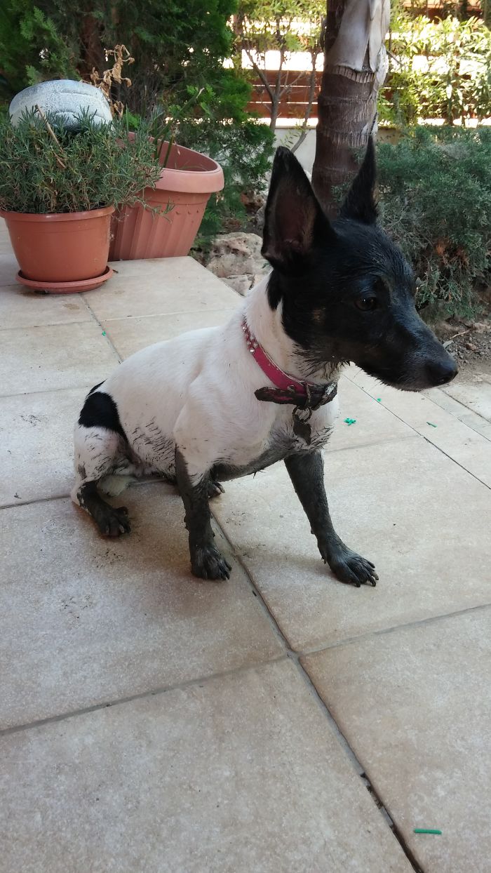 In This Dry Summer Day I Did Found Some Mud! Hurrraaaayyy!!!