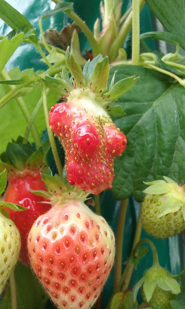 Scandalous Strawberry