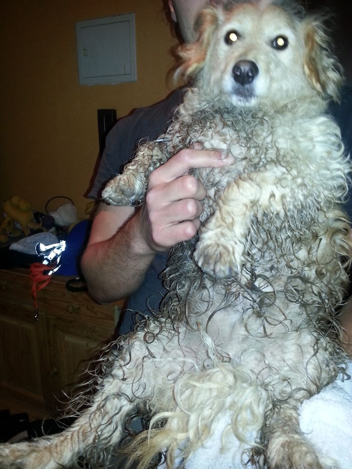 George. Not His Fault He Has Short Legs