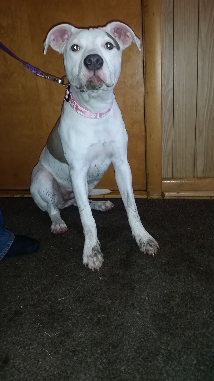 Puppy's First Mud Puddle