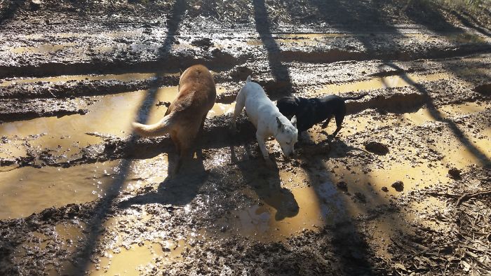 Our 3 Gals Love A Good Mud Run!