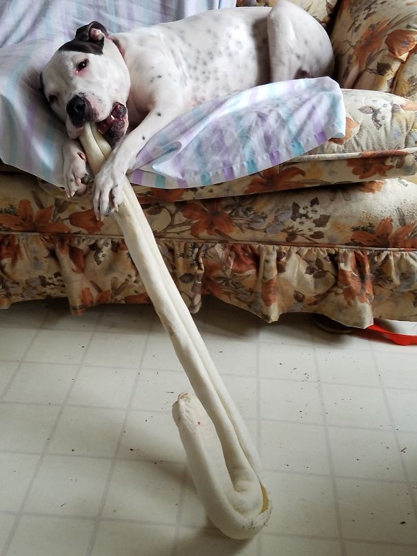 She's Not Supposed To Have Any Food On The Couch