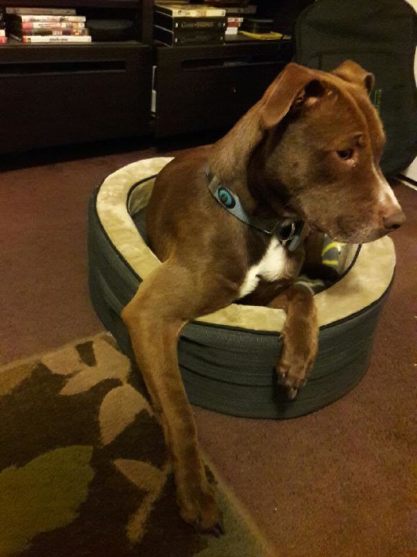 She Is Not Allowed To Be In Our Pug's Bed!