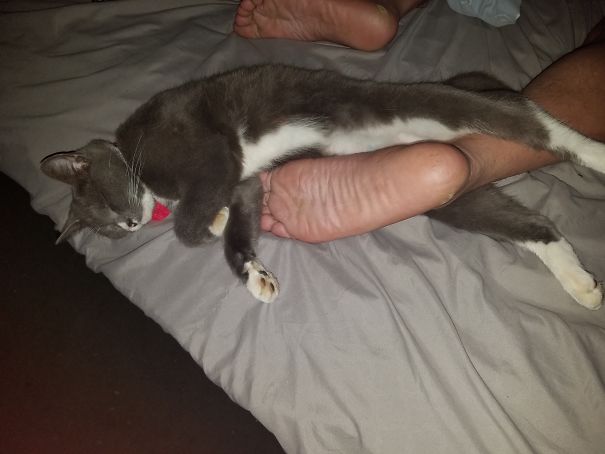 I Swear My Man And Cat Are Having A Affair.