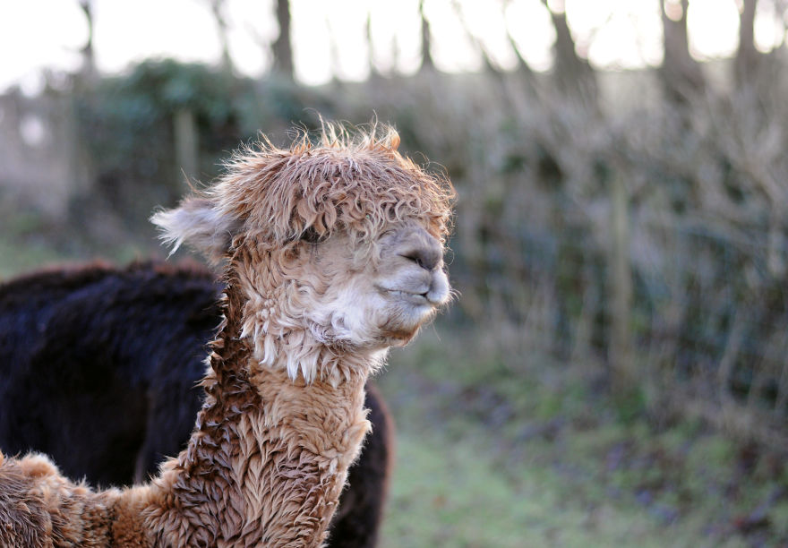 My Family Bought 72 Animals And Moved Up A Mountain