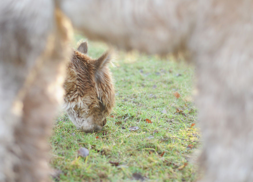 My Family Bought 72 Animals And Moved Up A Mountain