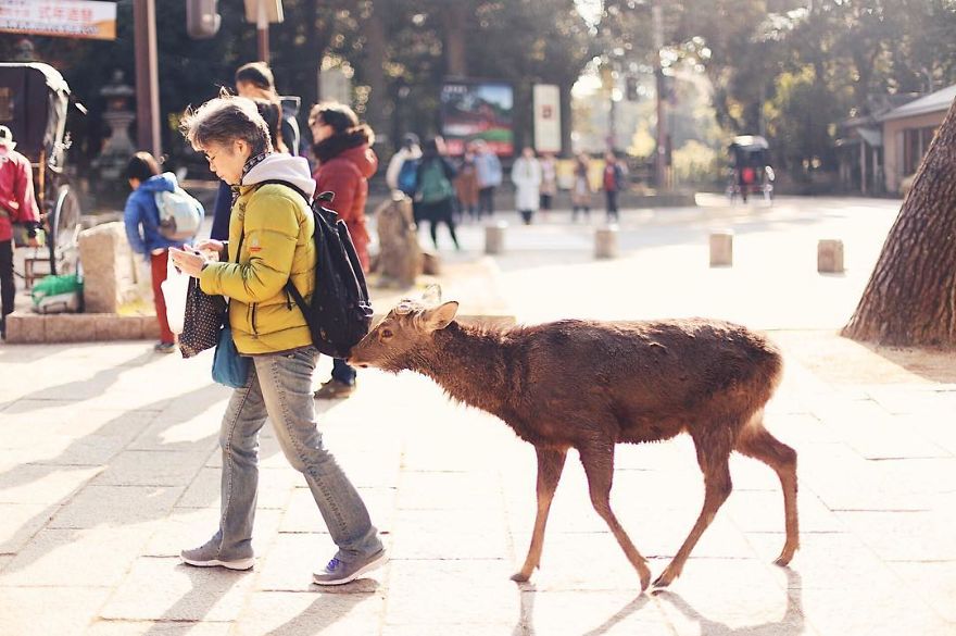 Beautiful Life In Nara, Japan