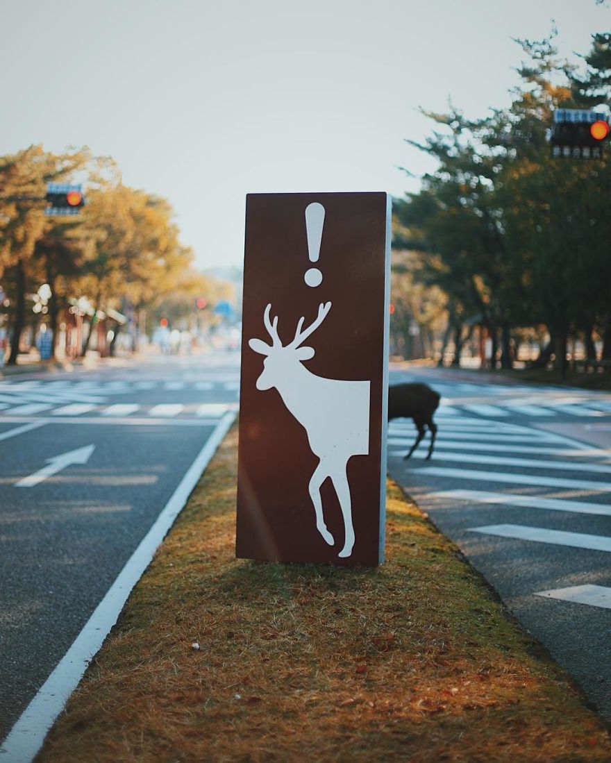 Beautiful Life In Nara, Japan