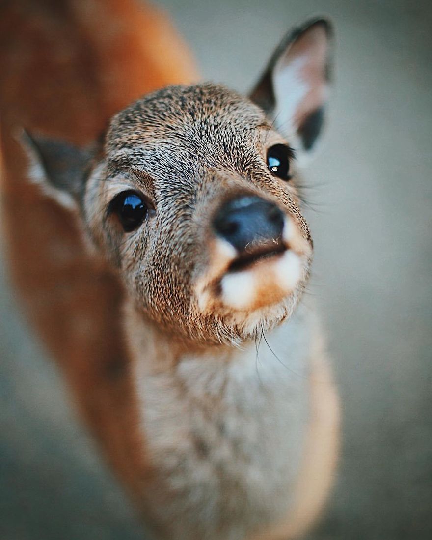Beautiful Life In Nara, Japan