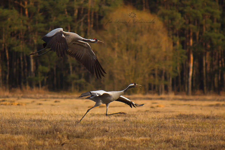 I Photograph Polish Birds
