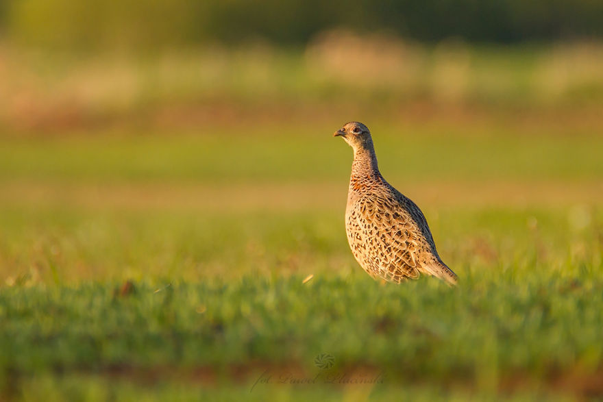 I Photograph Polish Birds