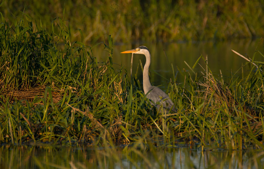 I Photograph Polish Birds I Photograph Polish Birds