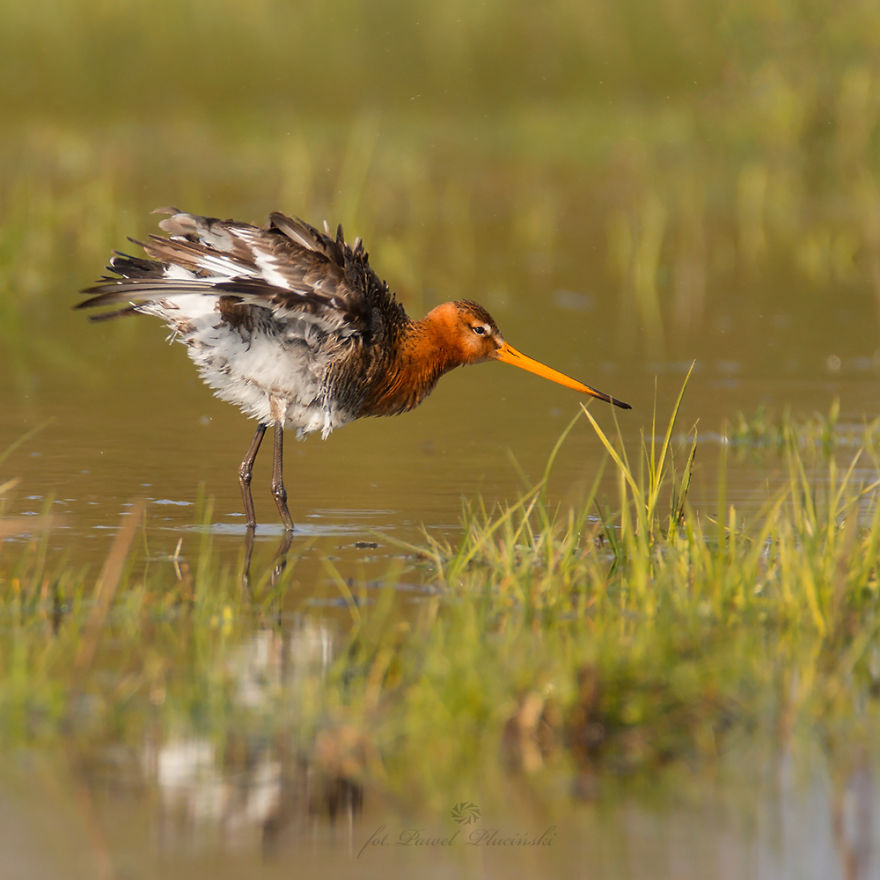 I Photograph Polish Birds