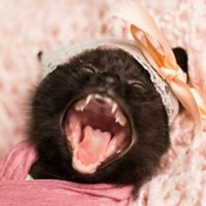 kittiselly28_1 avatar