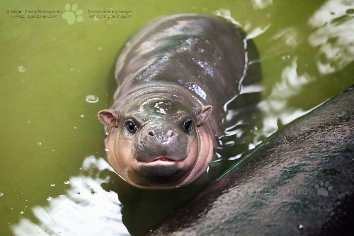 Baby Pygmy Hippo | Whipsnade Zoo, Bedfordshire 1