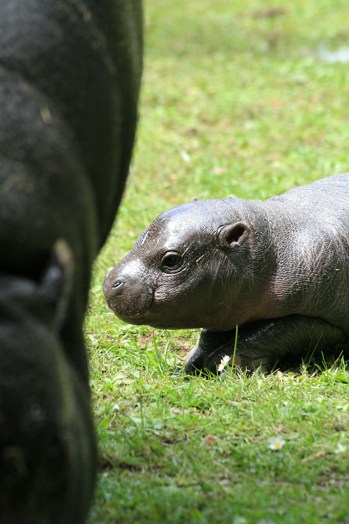 Baby Pygmy Hippo