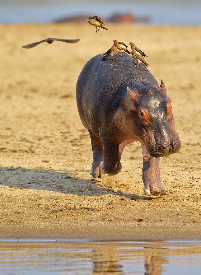 Baby Hippo
