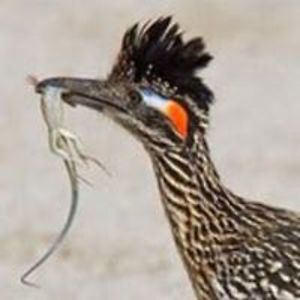 touched_softly avatar