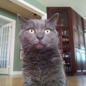 cherylvacation avatar