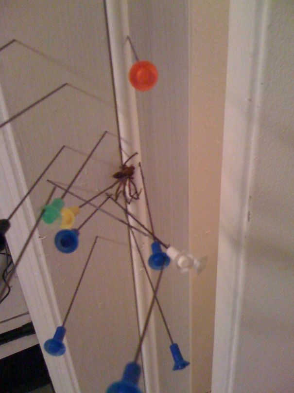 Came Home To Find My Girlfriend Had Used My Blow Darts To Kill A Spider And I'm On Clean-up Duty. Also There Are Over A Dozen Holes In The Door Jamb Now