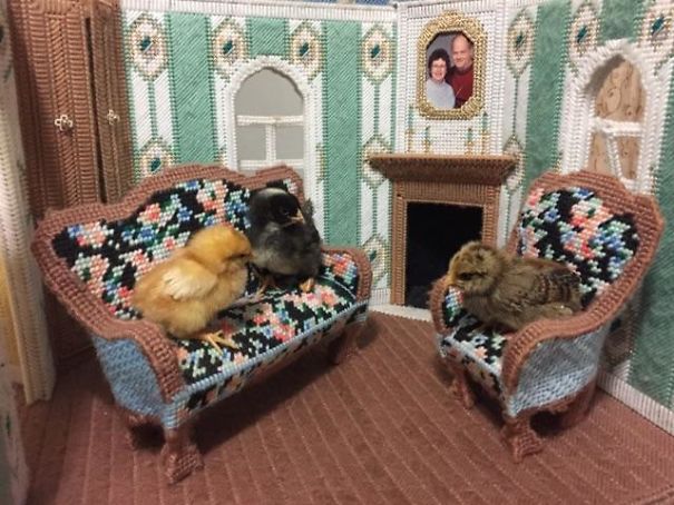 My Mom Bought Chicks And Sent Me This