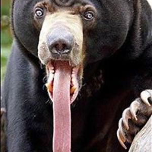 okumaironpaws avatar