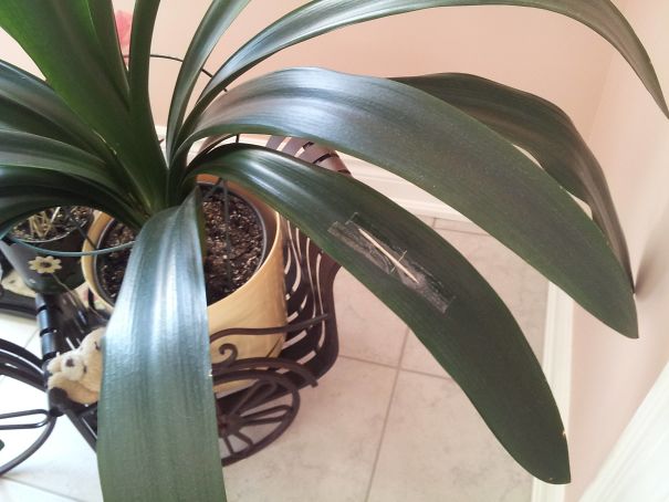 My Mother Loves Her Plants