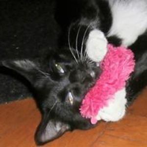 kenthechurchfly avatar