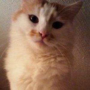 glika_matakia avatar