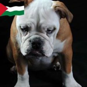 teresachinnock avatar