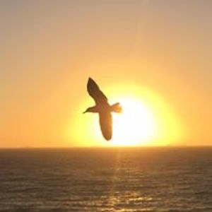 xdevilsxangelx86x avatar