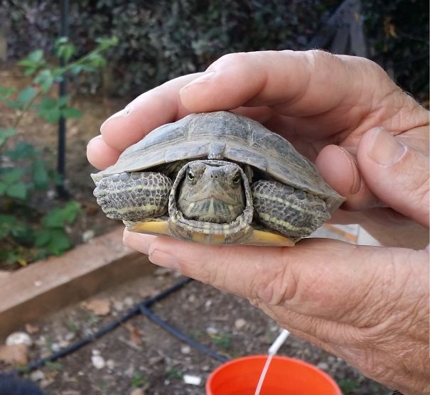My Dad Found This Little Guy Trekking Across The Back Yard, Chomping Dandelions Like A Boss, And Picking Fights With The Dogs