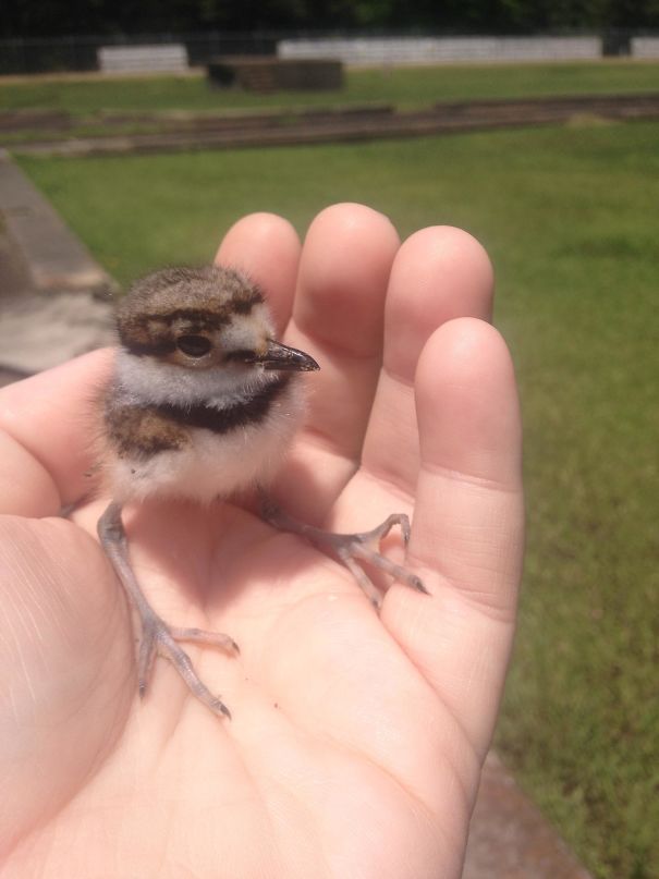 I Found This Baby Killdeer. Look At His Little Dinosaur Legs