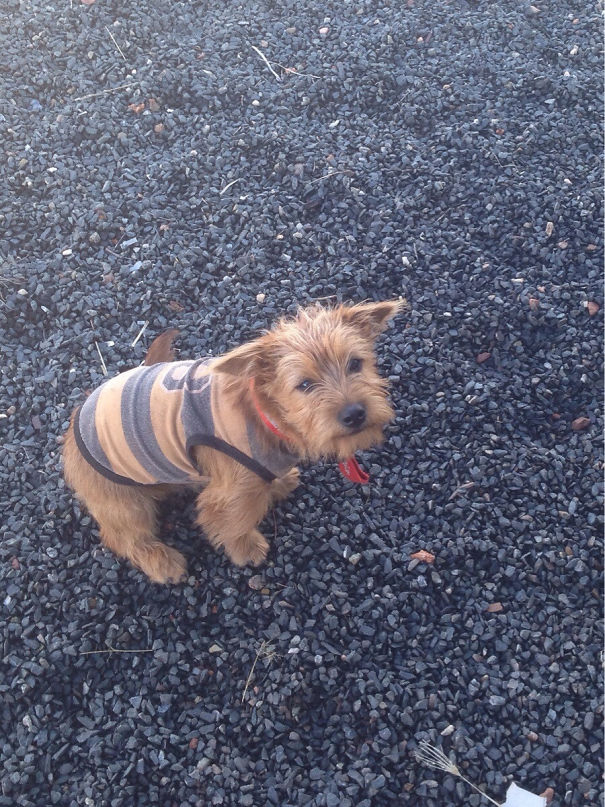 Every Morning This Little Guy Would Visit Our Job Site 100 Yards From His Home Just To Say Hello. Today He Dressed Up