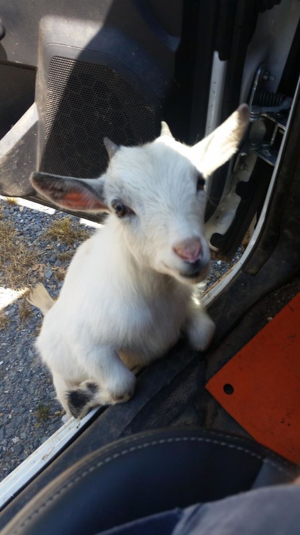 This Little Guy Tried Jumping In The Work Truck With Me The Other Day