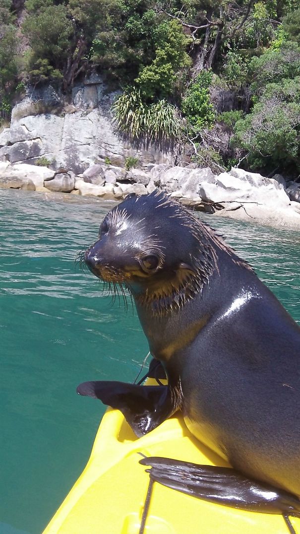 This Little Guy Jumped Onto My Kayak In New Zealand