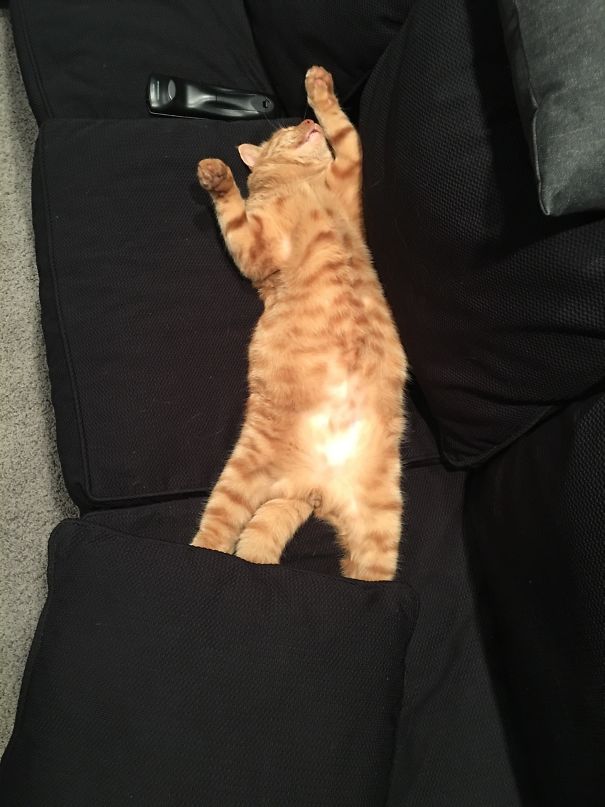 There Has Been A Stray Cat Outside Of My House Since Summer. Today We Decided To Let Him Inside To Stay Warm And A Few Hours Later We Found Him Like This!