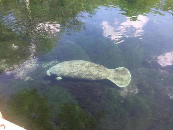This Guy Loves Hanging Out Around The Dock At My New House